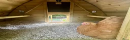 Chickens poultry for sale: Four fabulous Orpington ladies! - Advert 6