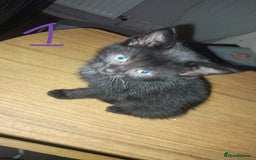 Mixed Breed cats for sale: Kittens for sale - Image 2