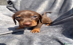 Miniature Dachshund dogs for sale: KC Reg Pedigree Mini Smooth Haired Dachshunds - Image 5