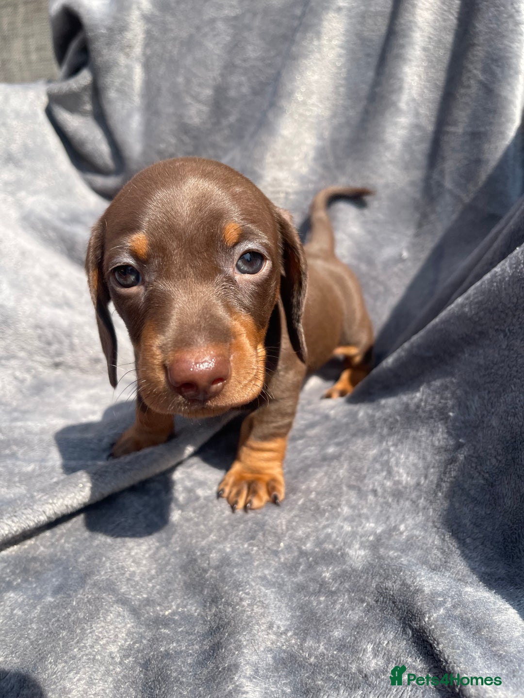 Miniature Dachshund dogs for sale: KC Reg Pedigree Mini Smooth Haired Dachshunds - Image 5
