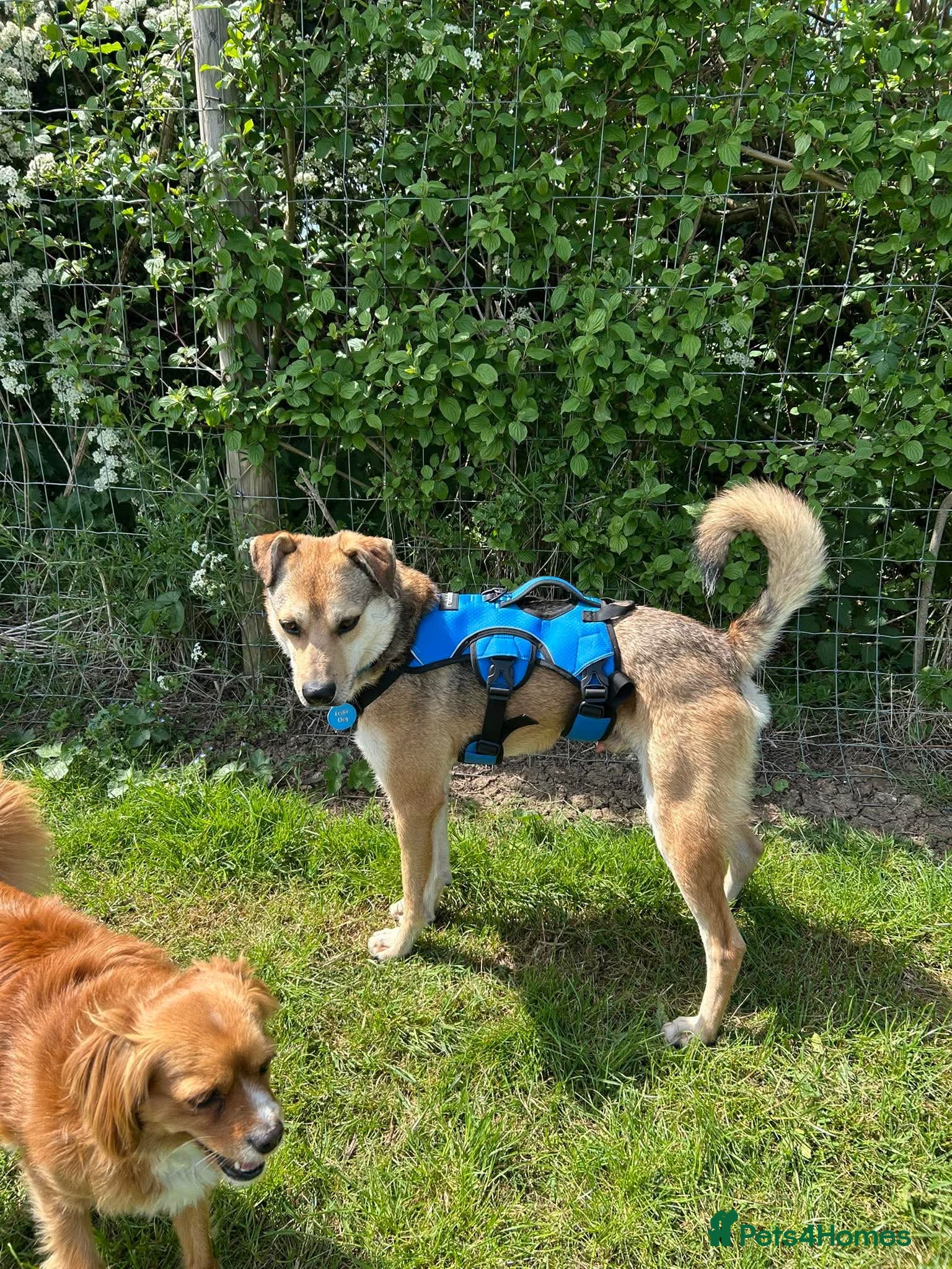 Mixed Breed dogs MARLEY - FOR ADOPTION - Advert 2