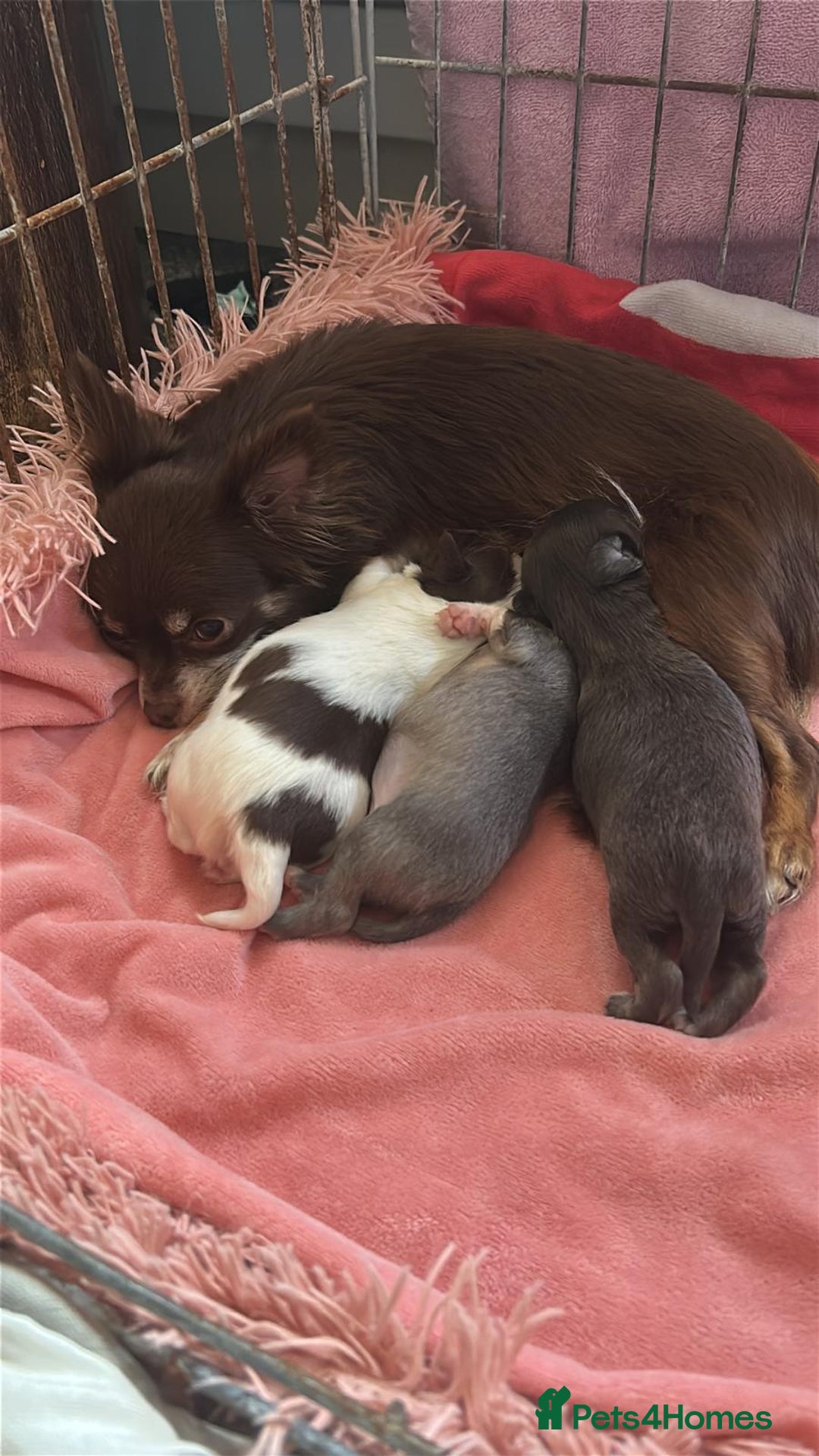 Chihuahua dogs for sale: Chihuahua teacup - Image 27