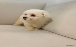 Maltipoo dogs for sale: Maltipoo girl puppy  - Image 5