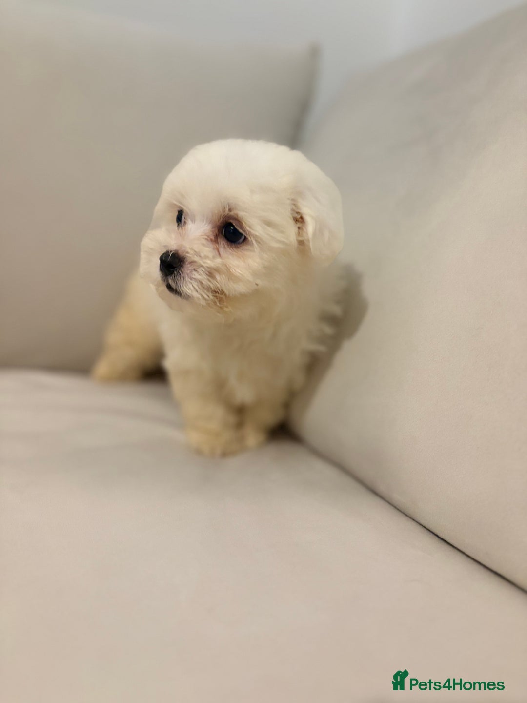 Maltipoo dogs for sale: Maltipoo girl puppy  - Image 5