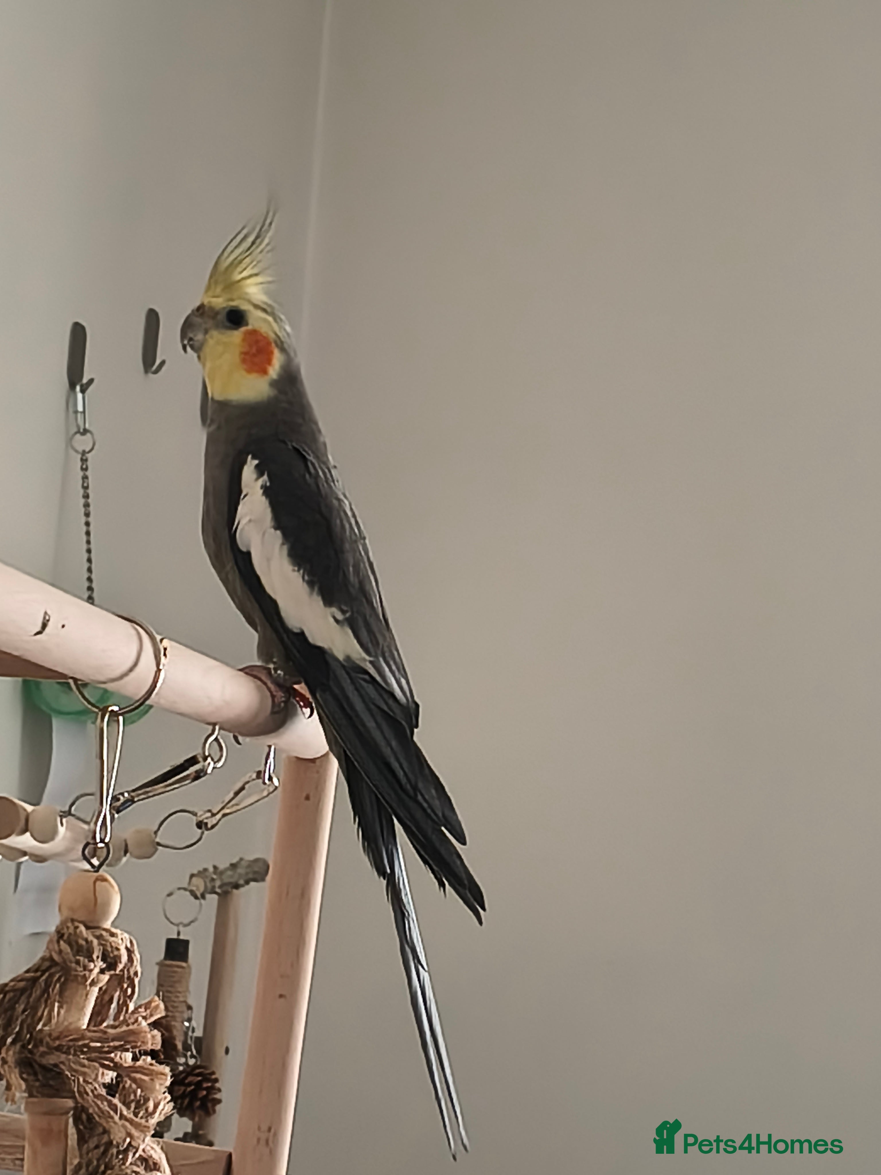 Cockatiels birds Cockatiel for sale - Advert 2