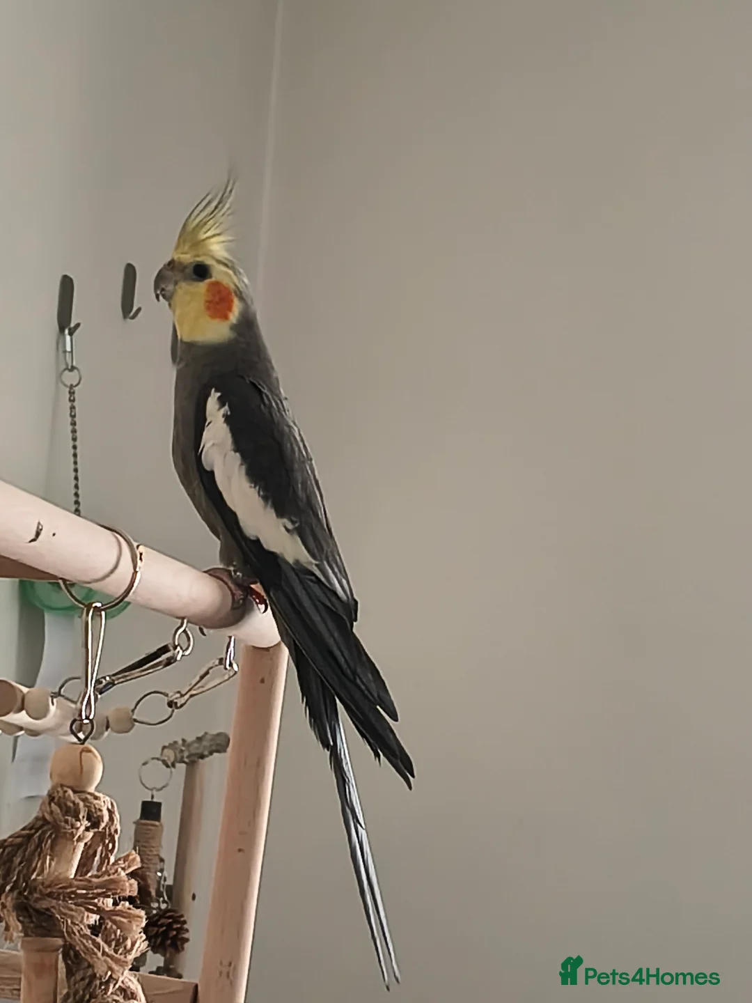 Cockatiels birds for sale: Cockatiel for sale in Liverpool - Advert 2