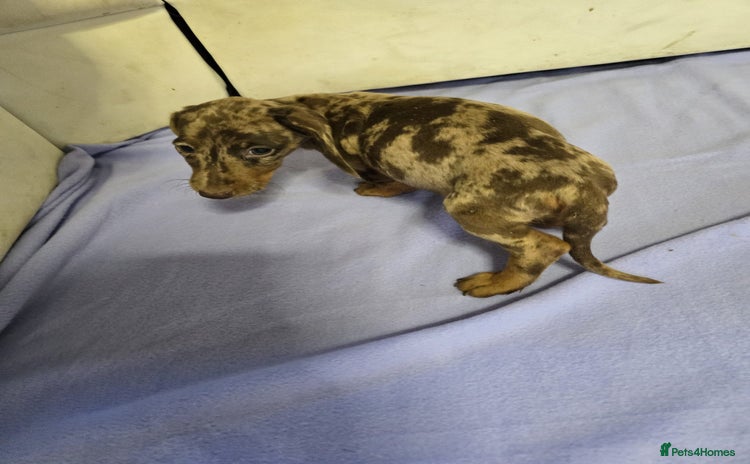 Miniature Dachshund dogs - Advert 11