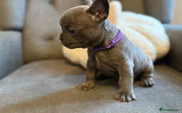 French Bulldog dogs for sale: ✨Stunning Pedigree French Bulldog Puppies✨ - Advert 4