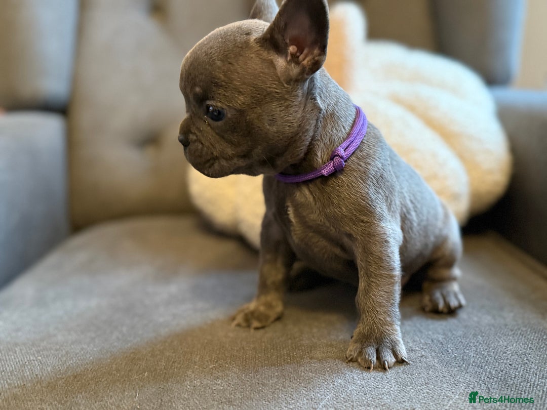French Bulldog dogs for sale: ✨Stunning Pedigree French Bulldog Puppies✨ - Advert 4