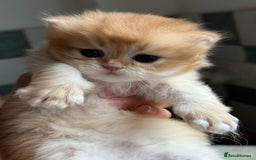 British Longhair cats for sale: GCCF reg BLH Black and Chocolate Golden kittens - Image 23