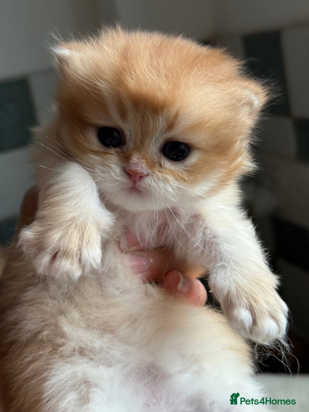British Longhair cats for sale: GCCF reg BLH Black and Chocolate Golden kittens - Image 23