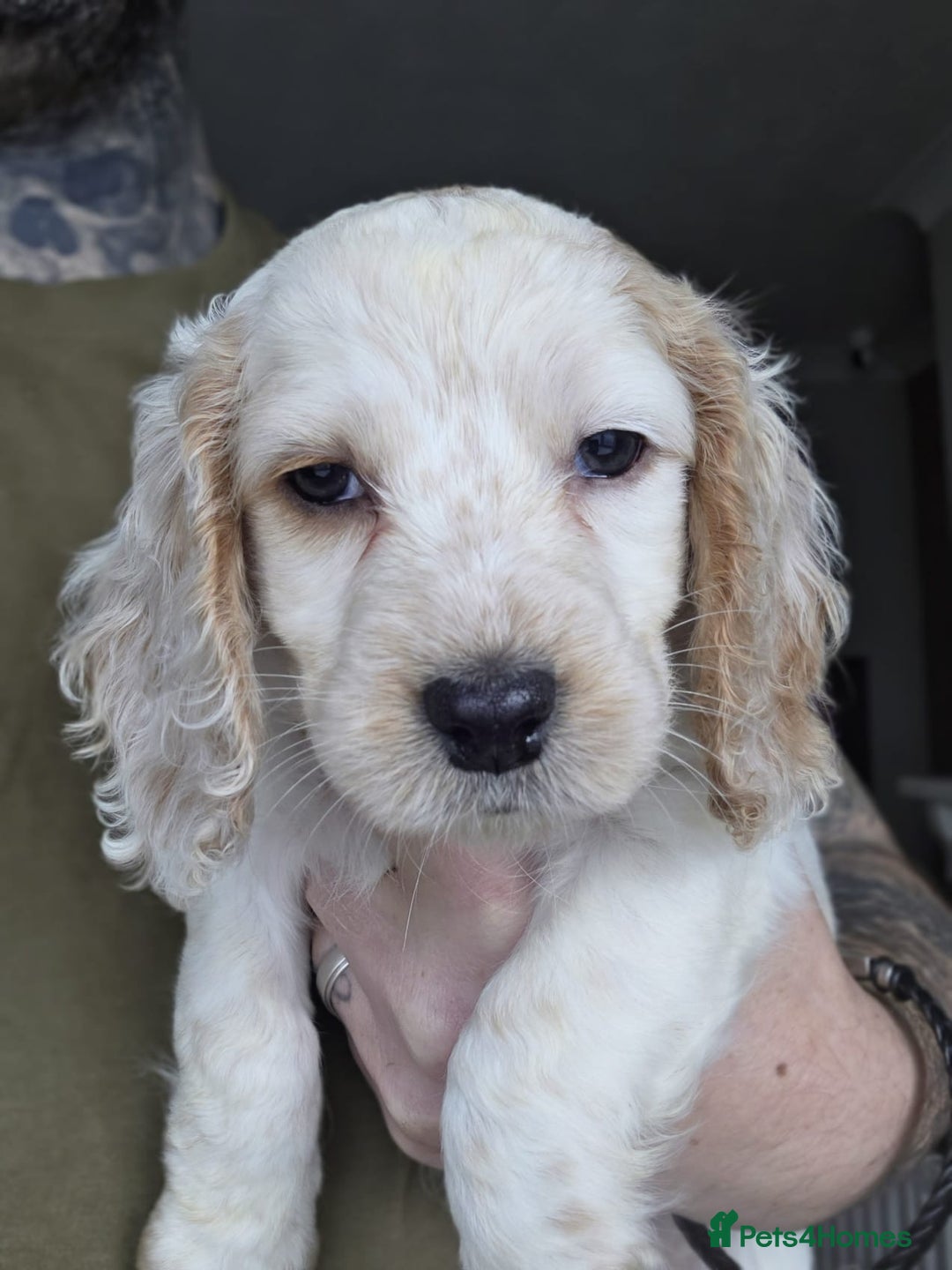 Cockapoo dogs for sale: Beautiful cockapoo’s  - Advert 4