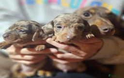 Miniature Dachshund dogs for sale: KC Mini Dachshund Dapple Girls & Boys and Tan Boy - Image 8