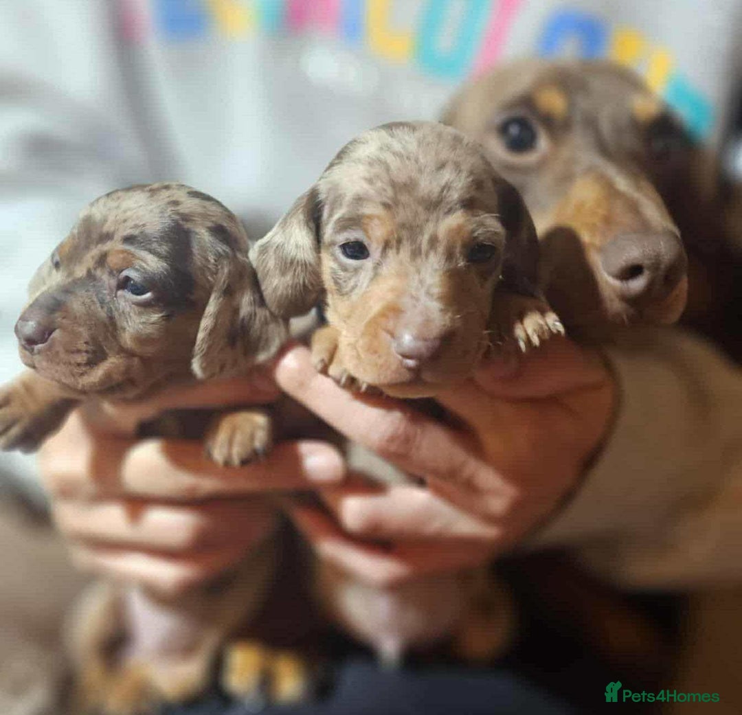 Miniature Dachshund dogs for sale: KC Mini Dachshund Dapple Girls & Boys and Tan Boy - Image 8