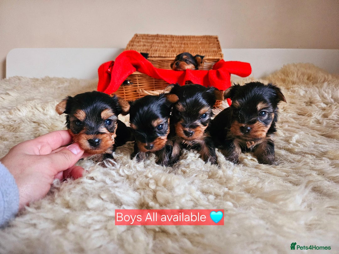 Yorkshire Terrier dogs for sale: True Miniature Yorkshire Terrier Puppies  - Advert 4