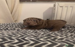 Shar Pei dogs for sale: Sharpei Puppies available  - Image 14
