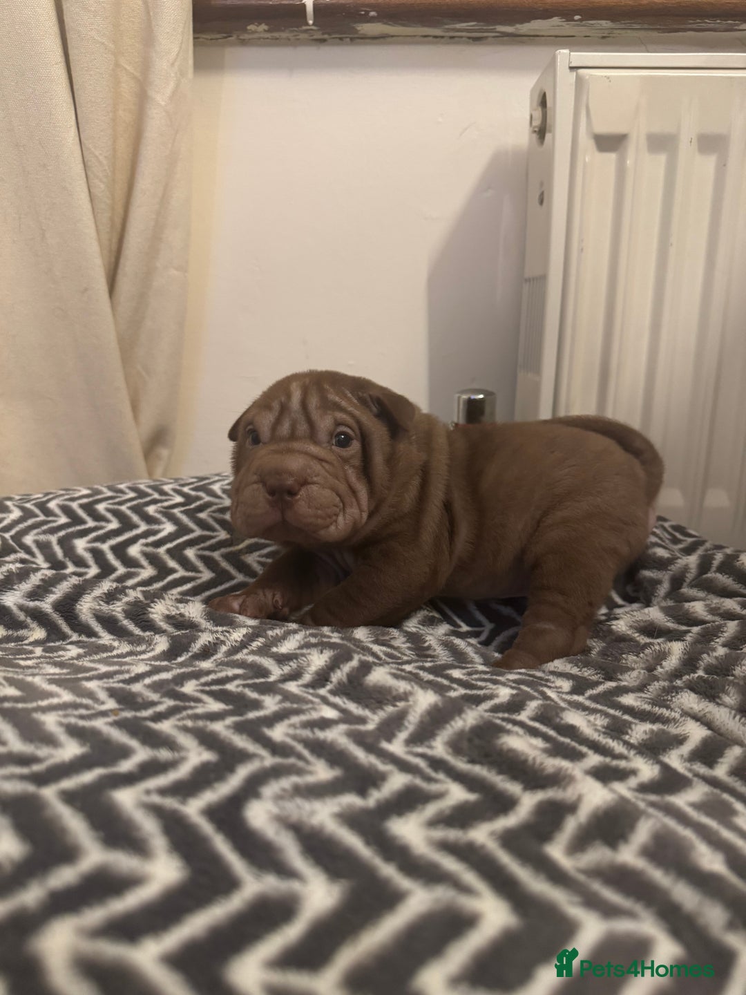 Shar Pei dogs for sale: Sharpei Puppies available  - Image 14