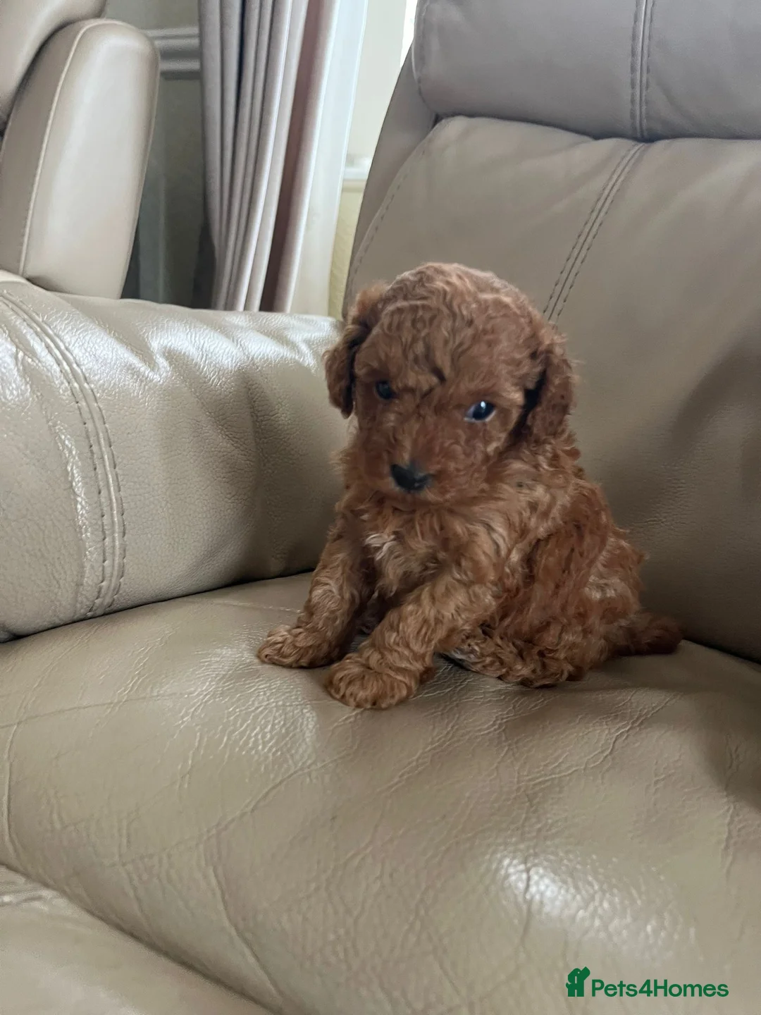 Toy Poodle dogs for sale: Red Toy Poodle  - Advert 16