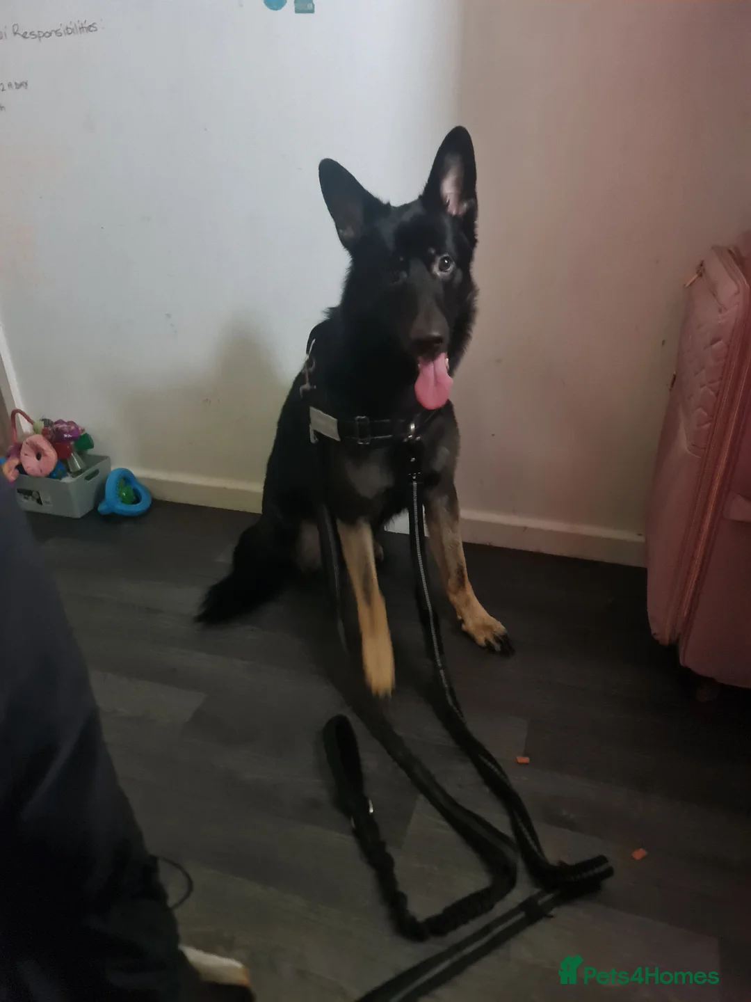 German Shepherd dogs for sale: Hades - Advert 2