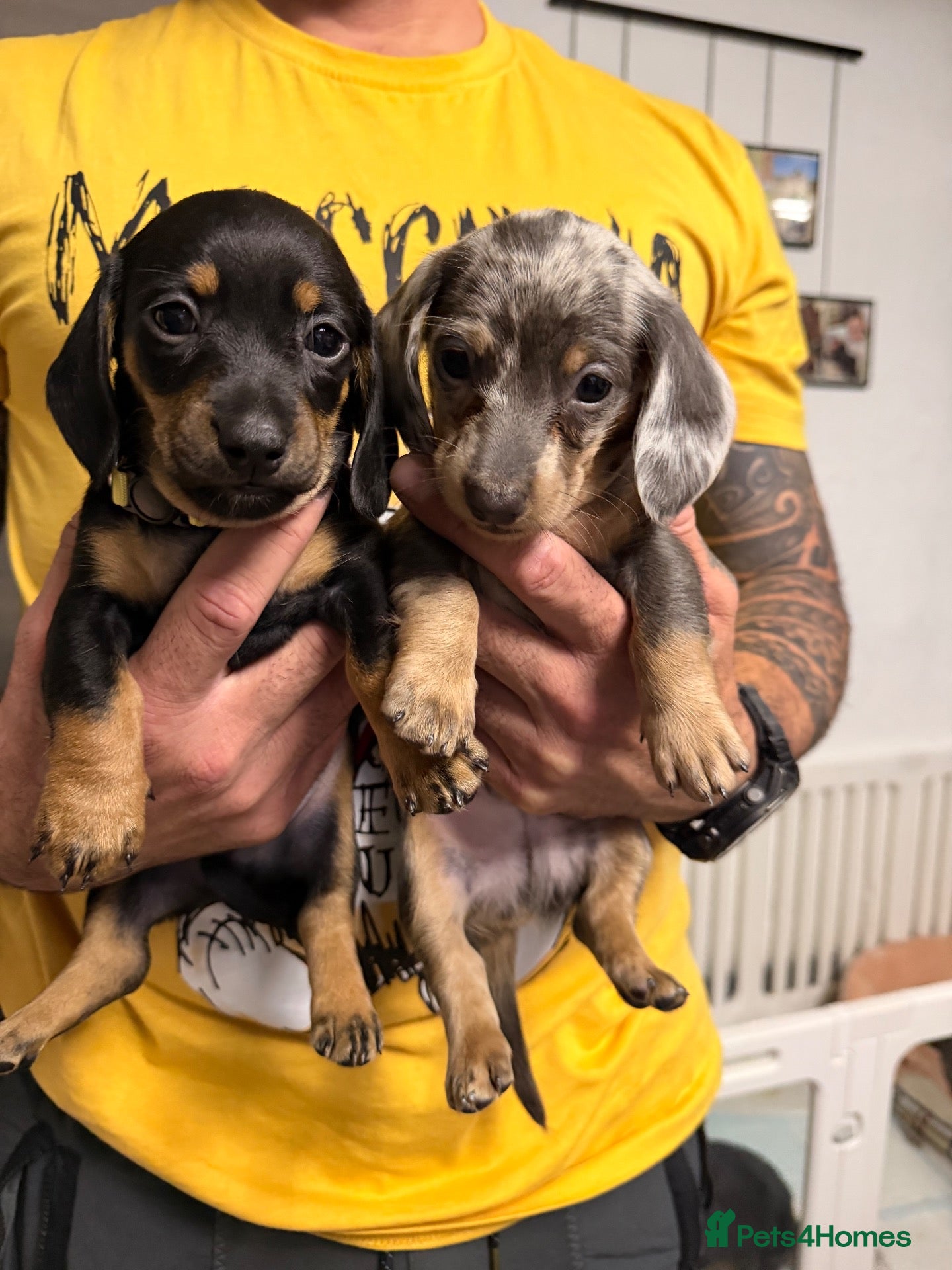 Miniature Dachshund dogs 2 adorable miniature dachshund boys available  - Advert 2