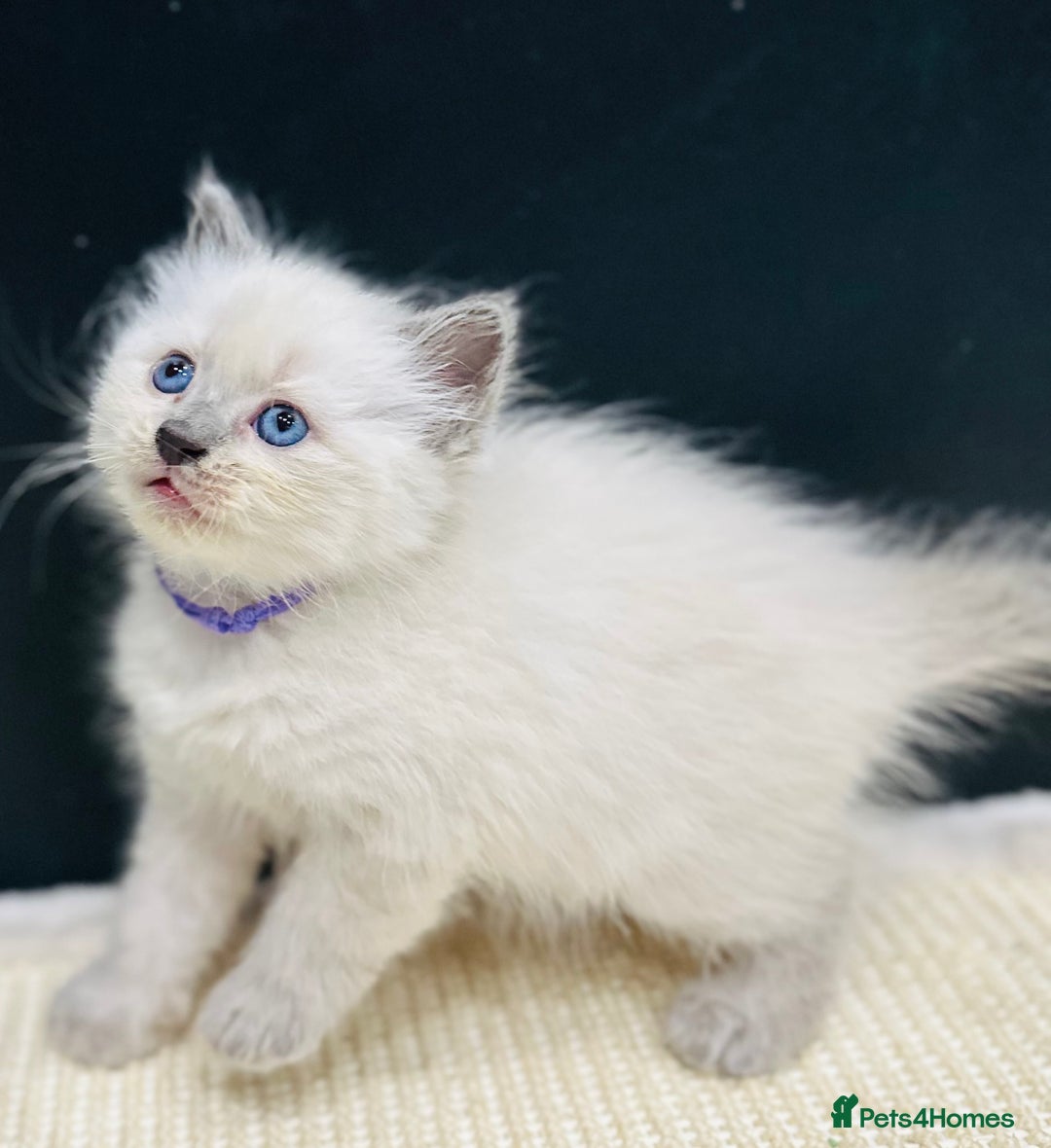 Ragdoll cats for sale: Ragdoll kittens for sale - Image 5