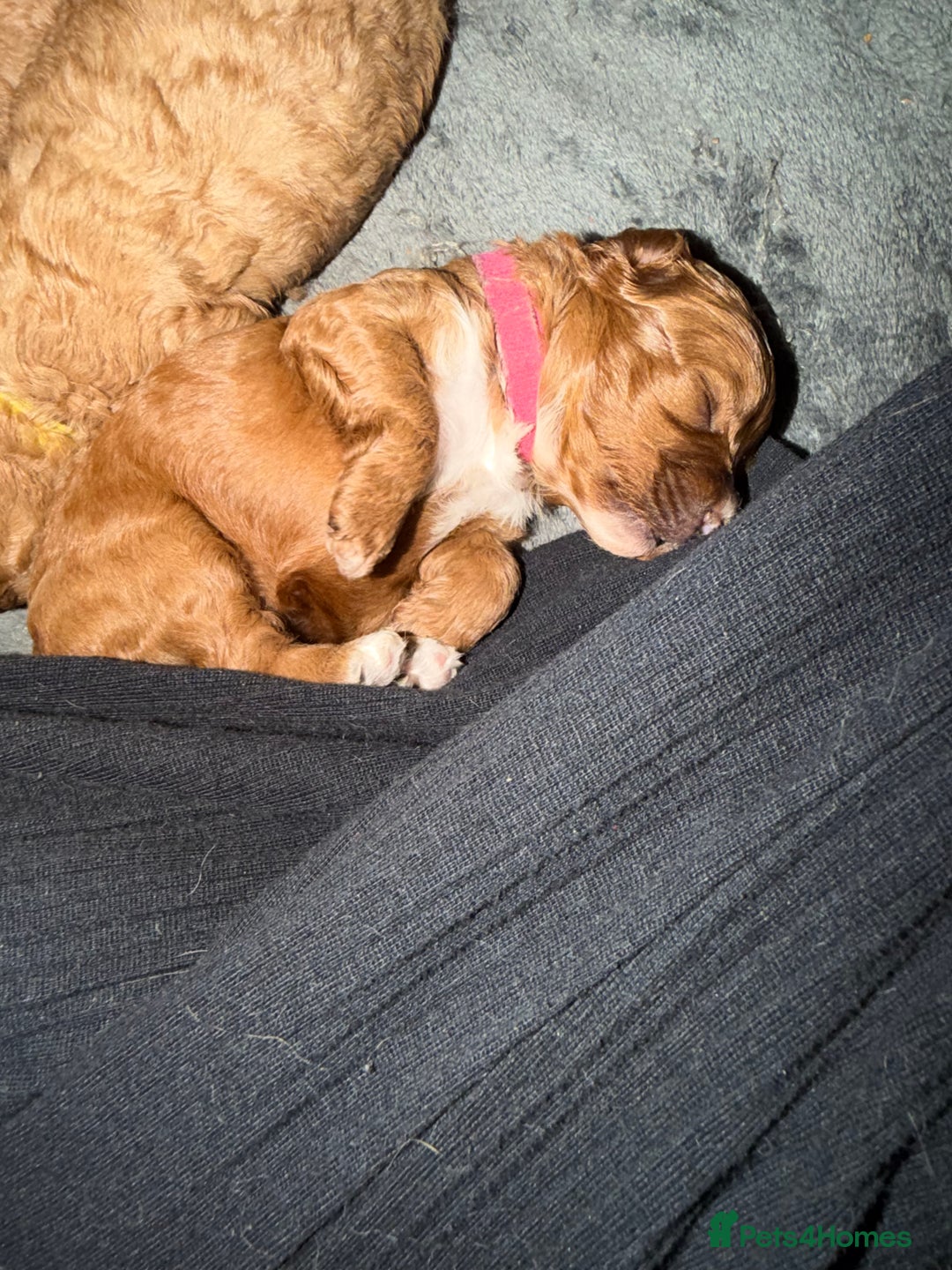 Cavapoo dogs for sale: *Only 1 left *beautiful Cavapoo puppies  - Advert 10