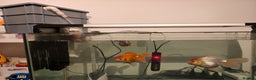 Fancy Goldfish fish for sale: tank with 3 fancy goldfishes - Advert 2
