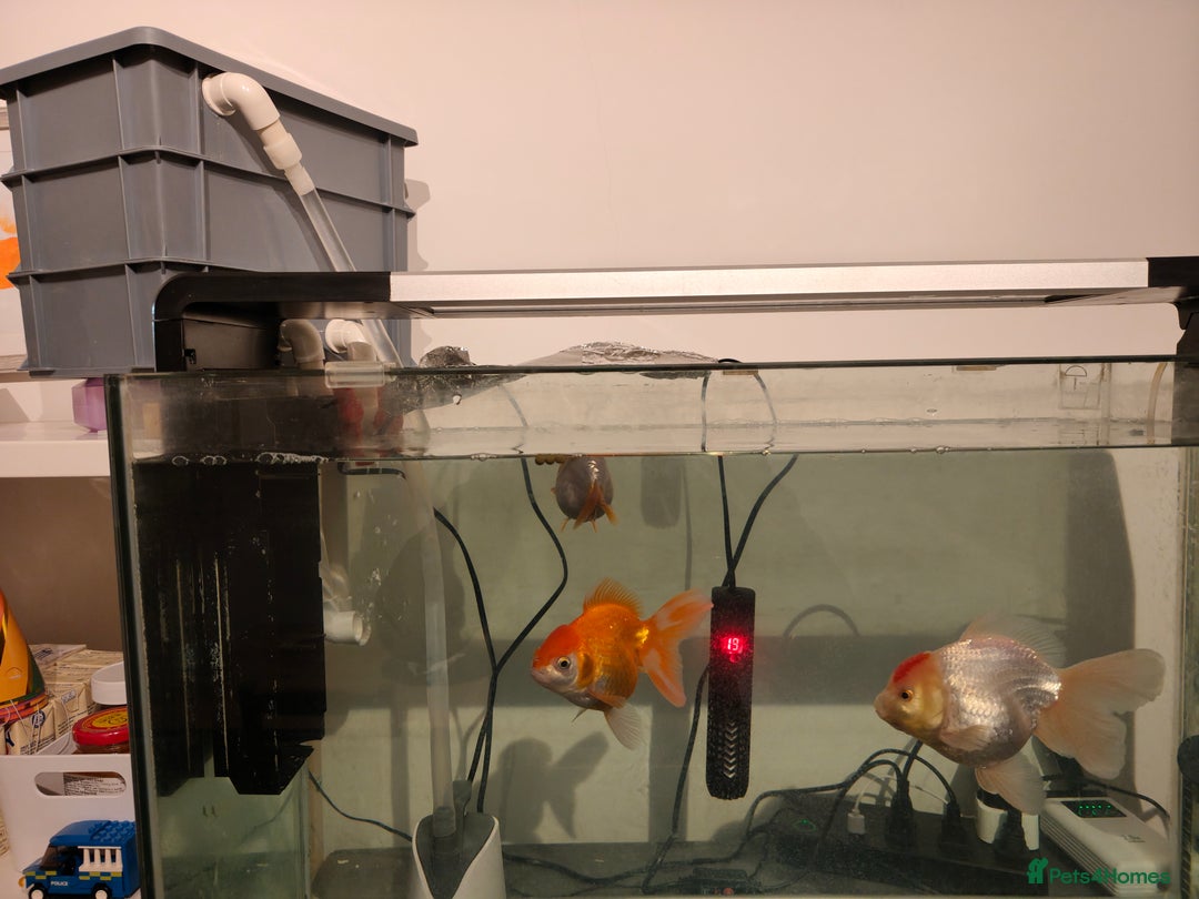 Fancy Goldfish fish for sale: tank with 3 fancy goldfishes - Advert 2