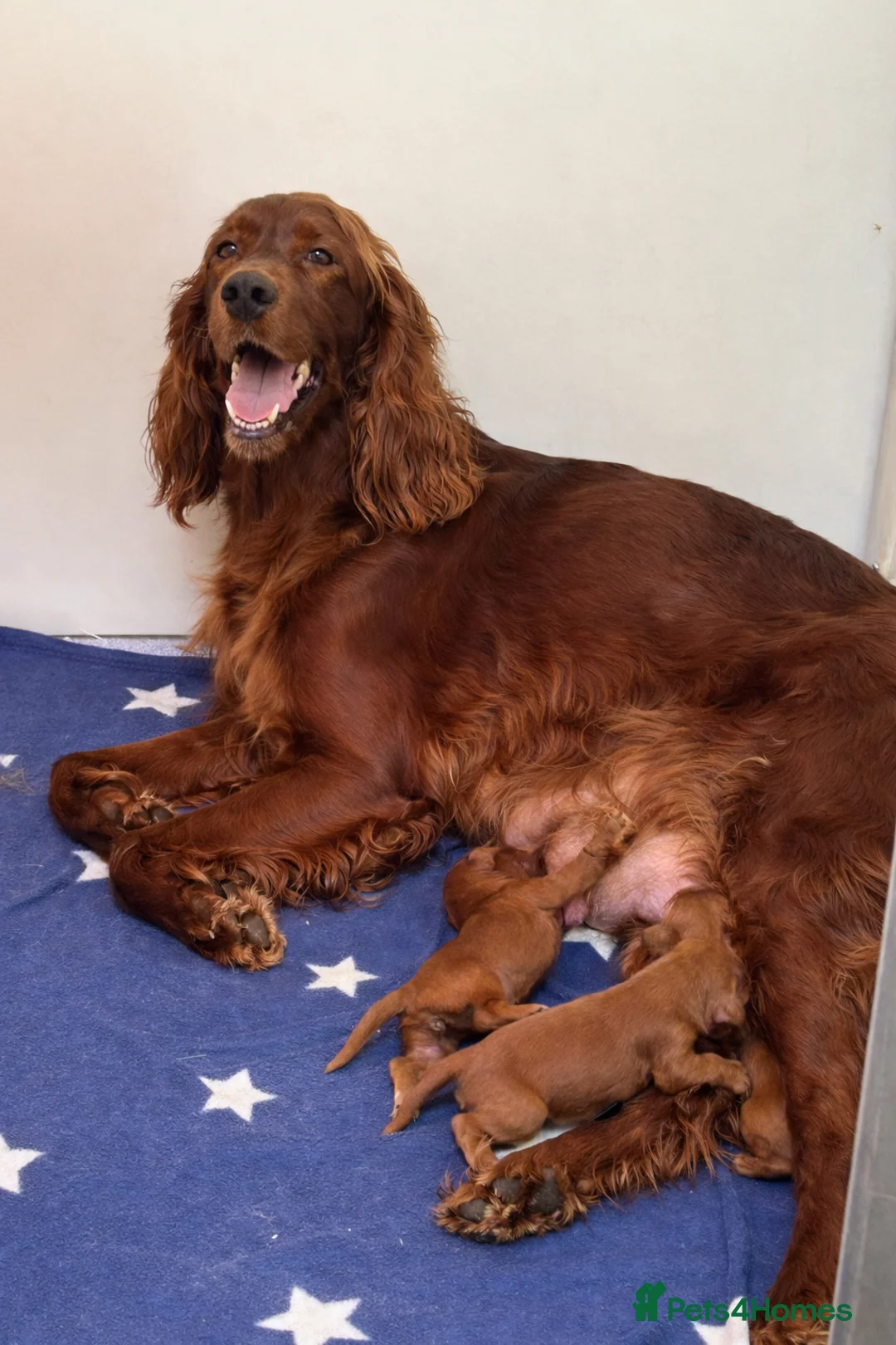 Irish Setter dogs for sale: Qualitly Irish Setter waiting list now open - Advert 3