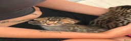Bengal cats for sale: Pure bengal kittens in Oswestry - Advert 7