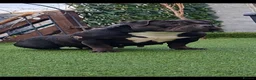 American Bully dogs for sale: American pocket bully Adult female  - Advert 1