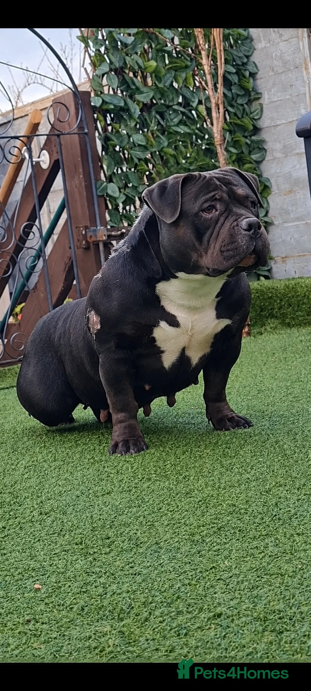 American Bully dogs for sale: American pocket bully Adult female  - Advert 1