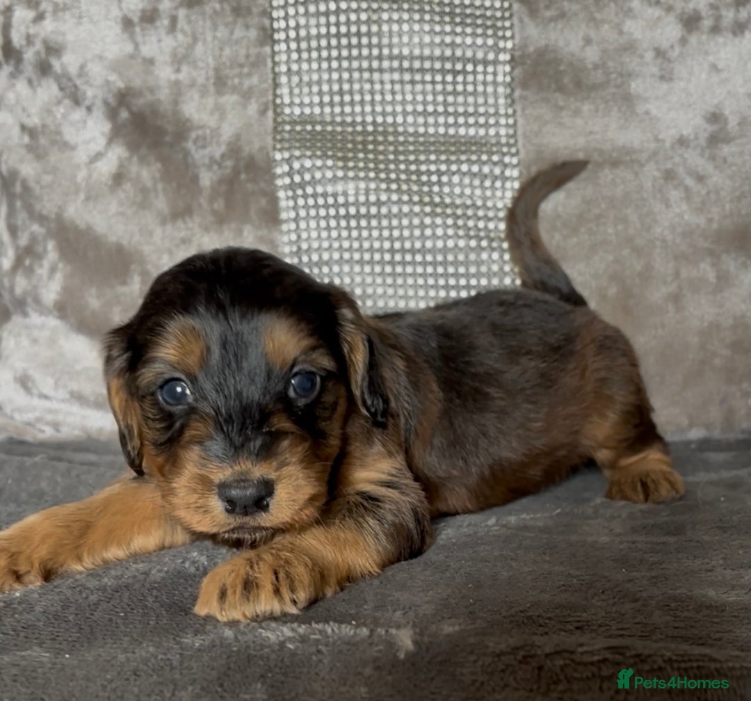 Cockapoo dogs for sale: stunning cockapoo puppies  - Image 3