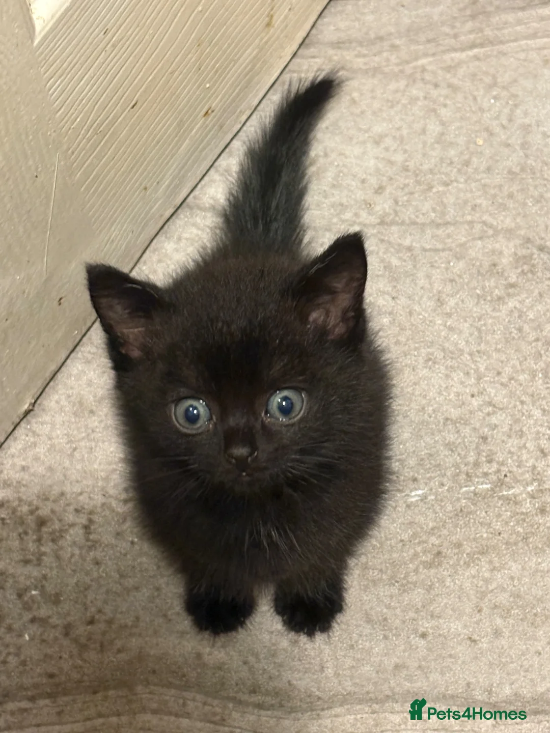 Mixed Breed cats for sale: Mixed British Short Hair Kittens - Ready Now - Advert 2