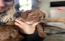Cockapoo dogs for sale: Cockapoo puppies in Preston - Image 29