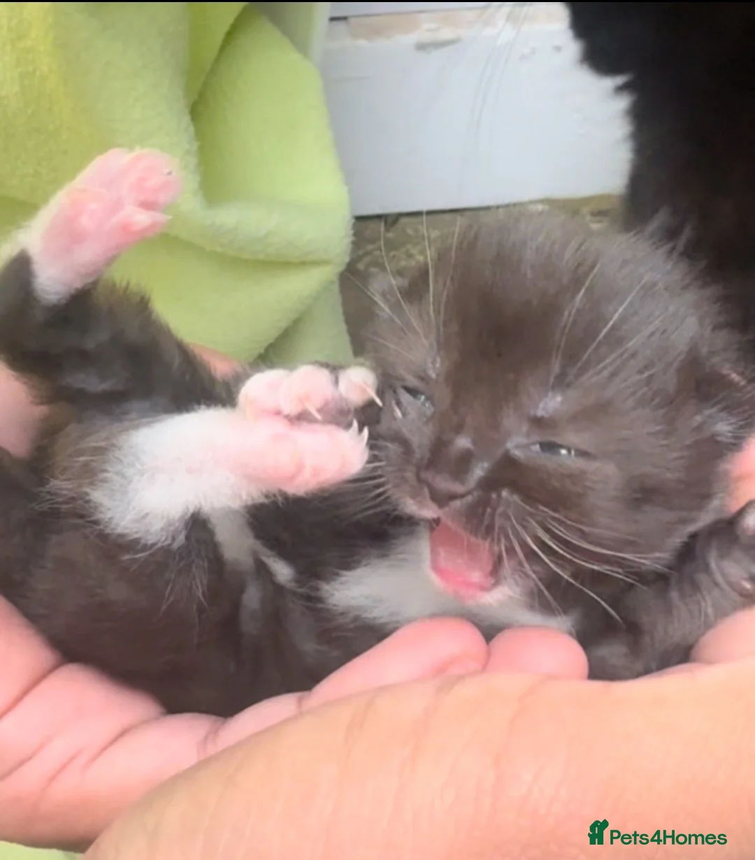 Mixed Breed cats for sale: Adorable kitten available for sale. - Advert 7