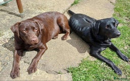 Labrador Retriever dogs for sale: Labrador puppies (ONLY now 2 left) - Image 5