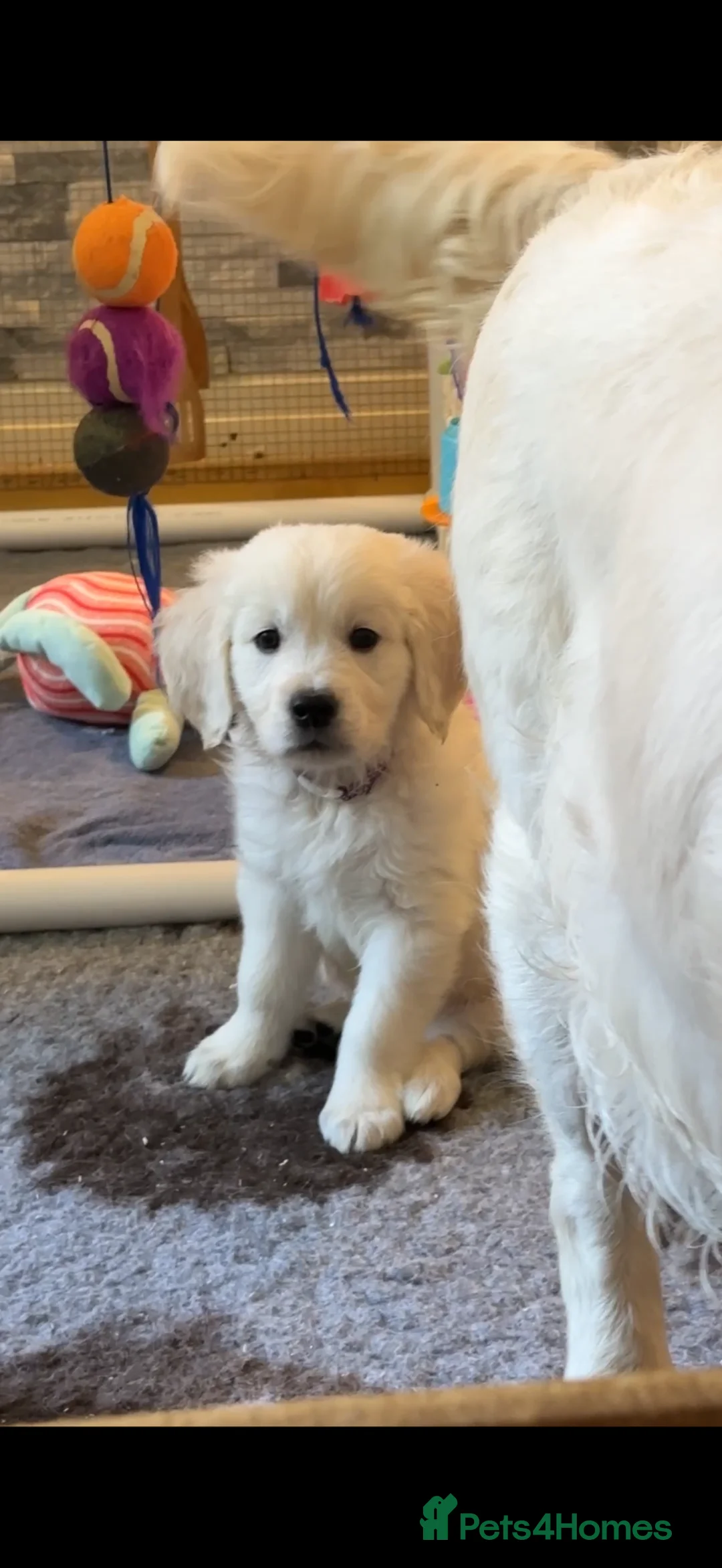Golden Retriever dogs for sale: Last Beautiful Cream Boy From Health Tested Parent - Advert 2
