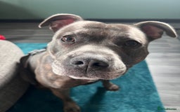 Staffordshire Bull Terrier dogs for sale: Bailey,nearly 5 years old SBT - Image 3
