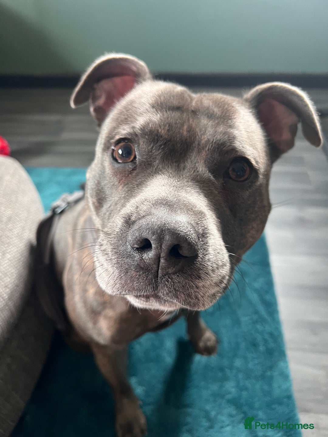 Staffordshire Bull Terrier dogs for sale: Bailey,nearly 5 years old SBT - Image 3