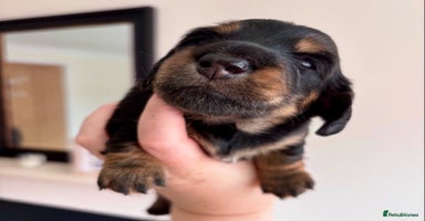 Miniature Dachshund dogs - Advert 10