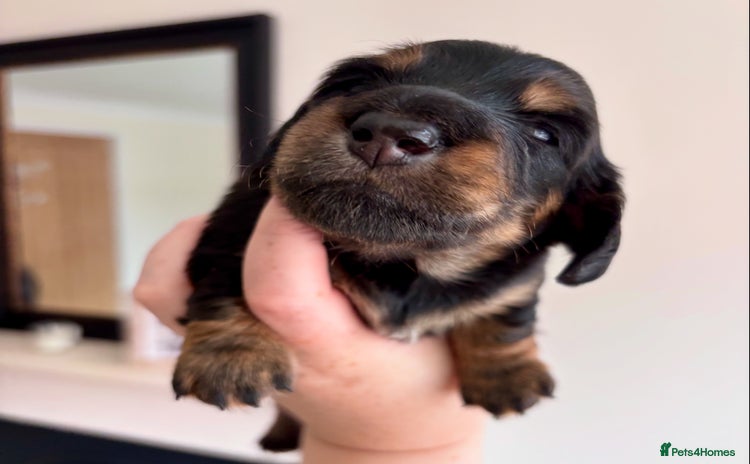 Miniature Dachshund dogs - Advert 1