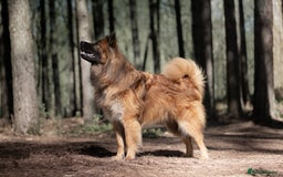 Eurasier dogs for sale: Beautiful KC Eurasier pups due september - Image 4