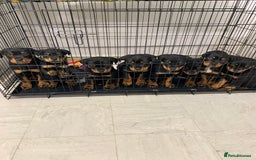 Rottweiler dogs for sale:  TWO LEFT ONLY *READY TO GO NOW* ROTTWEILER PUPS  - Advert 2