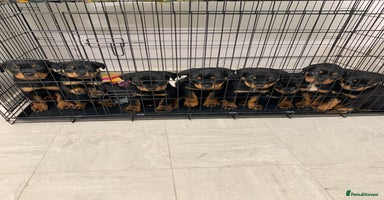 Rottweiler dogs ***READY TO GO NOW***ROTTWEILER PUPPIES - Advert 7