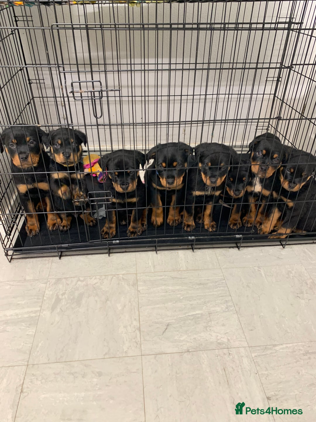Rottweiler dogs for sale:  TWO LEFT ONLY *READY TO GO NOW* ROTTWEILER PUPS  - Advert 2