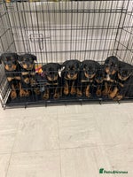 Rottweiler dogs ***READY TO GO NOW***ROTTWEILER PUPPIES - Advert 7