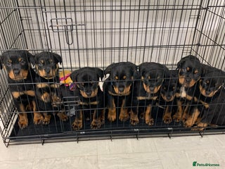 Rottweiler dogs - Advert 1