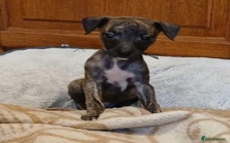 Whippet dogs for sale: Gloriously gorgeous puppies. Beautiful brindles. - Image 4