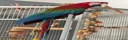 Macaws birds for sale: Beautiful Green Winged Macaw - Advert 1